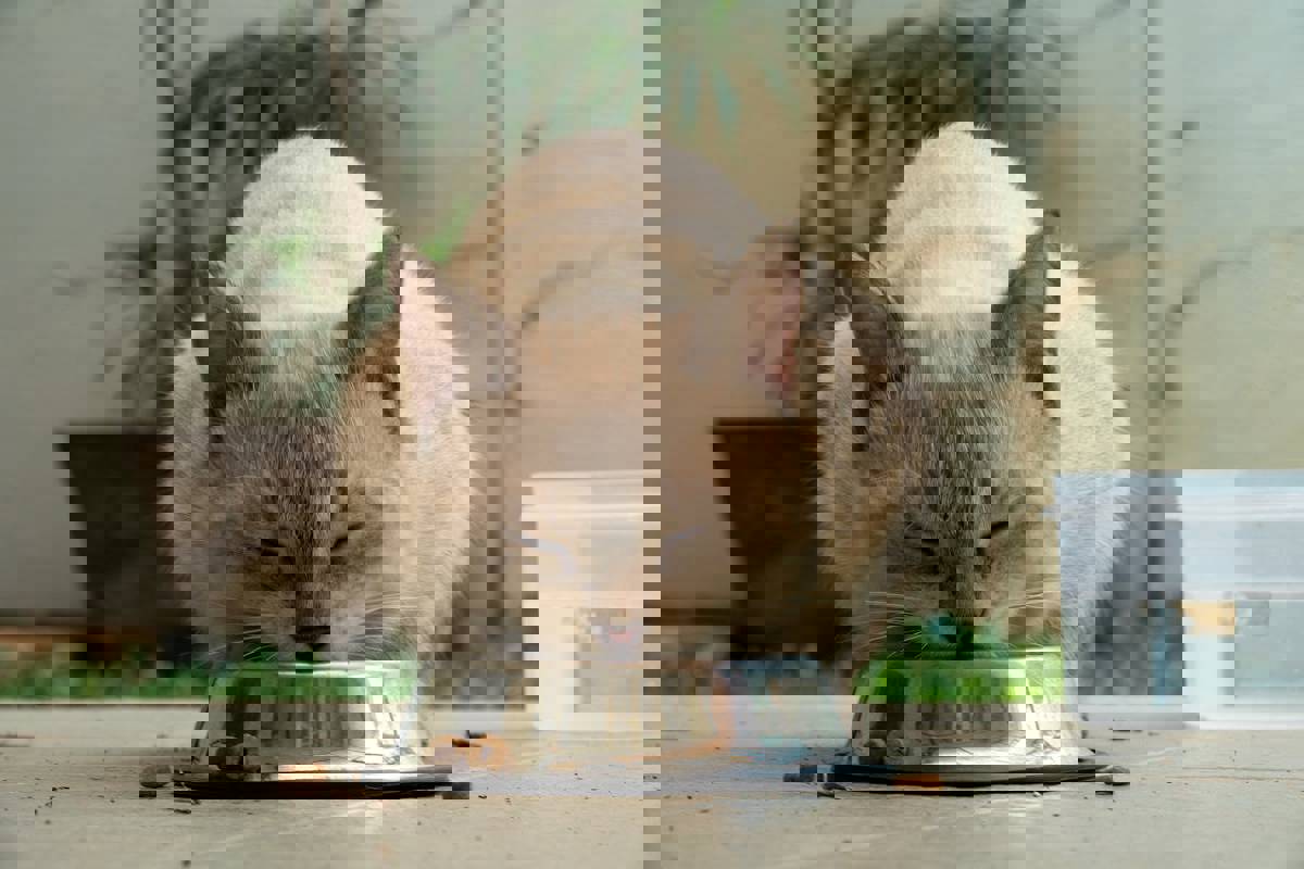 İstanbul man agrees to pay ‘alimony’ for cats’ care after divorce settlement