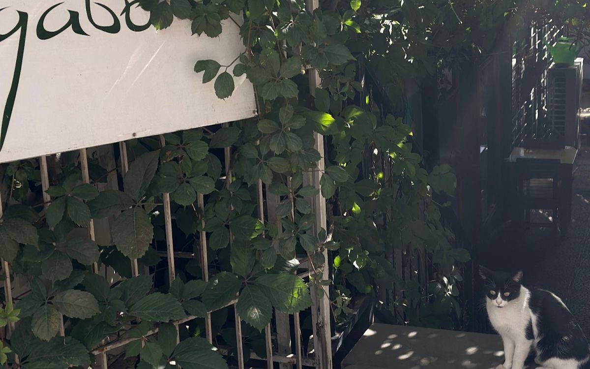 Fotoğrafta gölgeli, yeşil bitkilerle kaplı bir alan görülüyor. Sol tarafta, üzerinde yeşil renkle yazılmış bir tabelanın bir kısmı yer alıyor; tabelanın çevresini sarmaşık benzeri bitkiler sarmış. Sağ alt köşede siyah-beyaz tüylü bir kedi oturuyor. Kedi gölgelik bir noktada, sakin bir şekilde etrafı izliyormuş gibi duruyor.