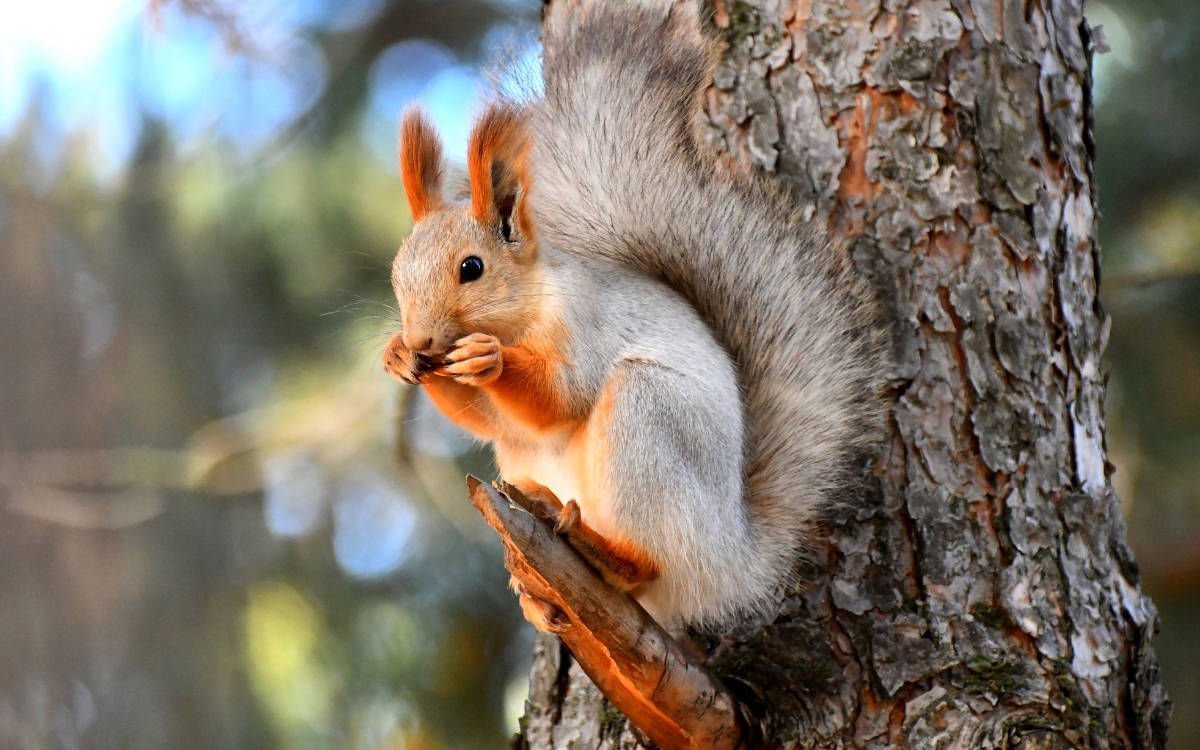 Kızıl sincaplar Kars’ta kış uykusu hazırlıklarına başladı