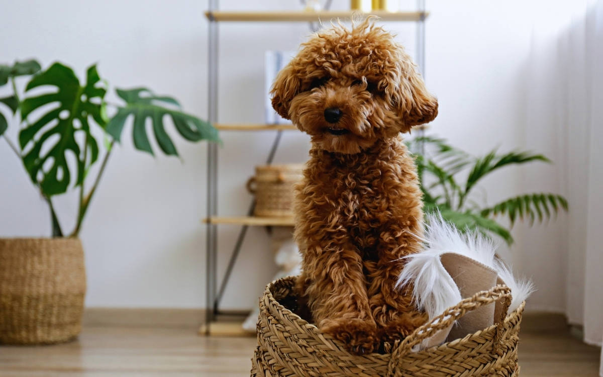 Cins hayvan satın alma talebi neden giderek artıyor?