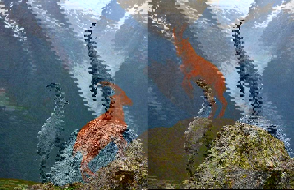 36 mountain goats killed in Şırnak, ecology group accuses village guards