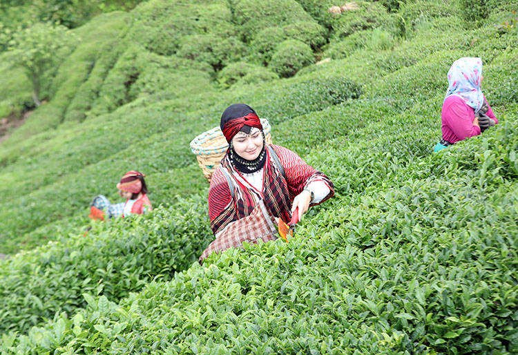 Unseasonably warm weather extends tea harvest into December in Turkey