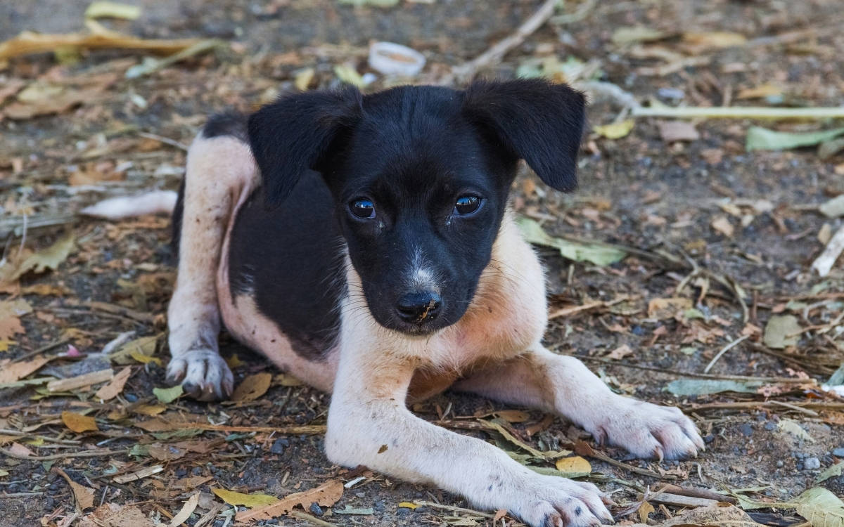 21 Aralık’ta altı kentte eşzamanlı buluşma: ‘Dostlarımızı vermiyoruz’