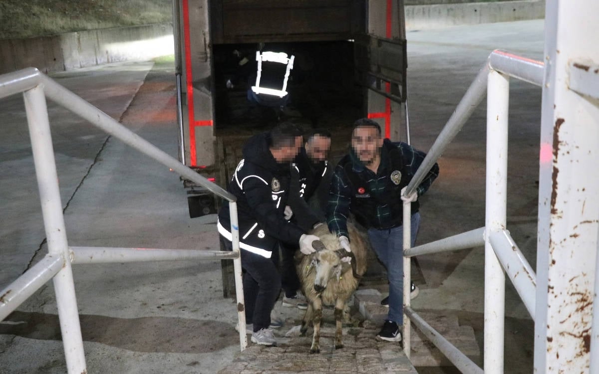 Siirt’te hayvanların karın boşluğuna gizlenmiş 54,6 kilo metamfetamin ele geçirildi