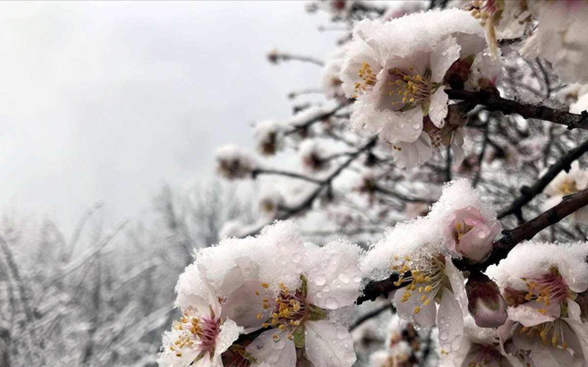 Türkiye 2025'i tahılda yüzde 12,3, meyvede yüzde 30,9 üretim düşüşüyle kapattı