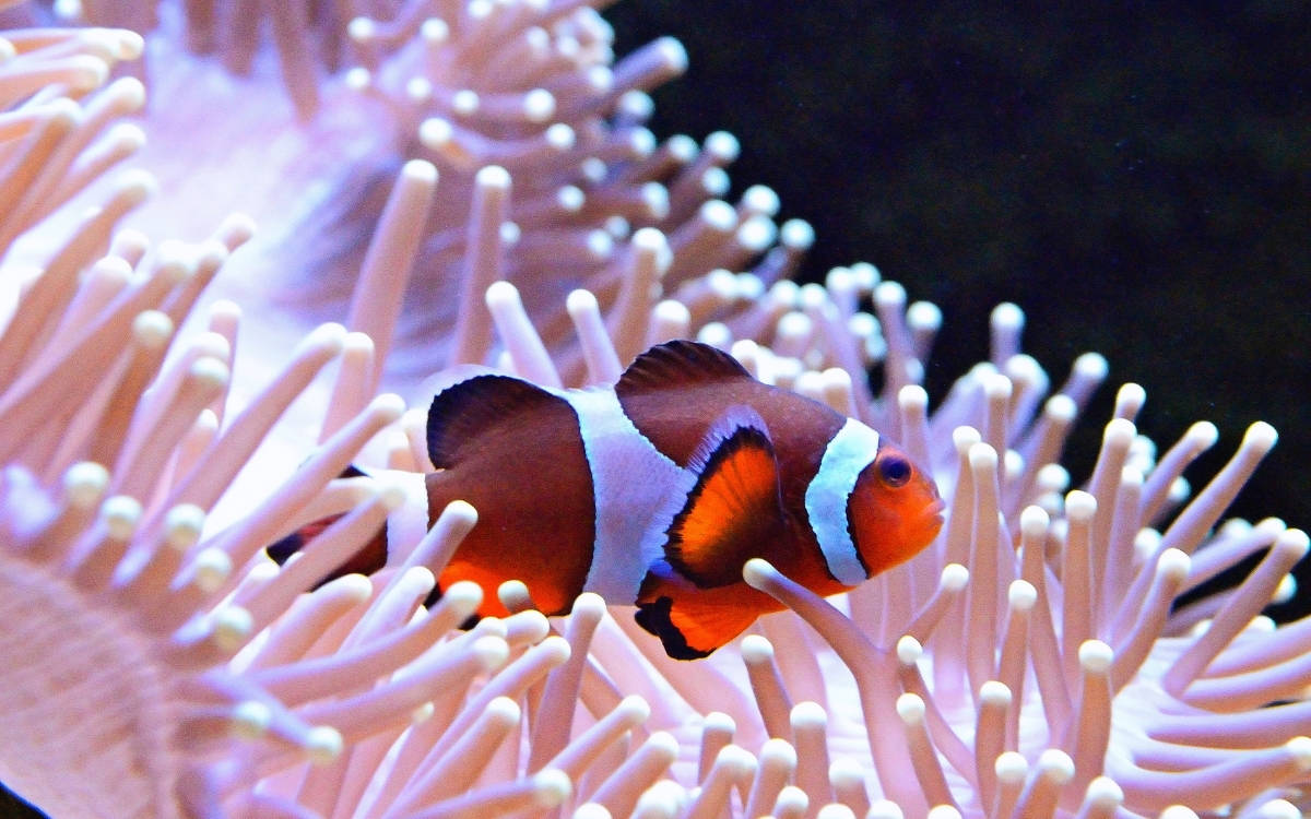 Küresel ısıtma, balıkların uluslararası sulara kaymasına neden olabilir