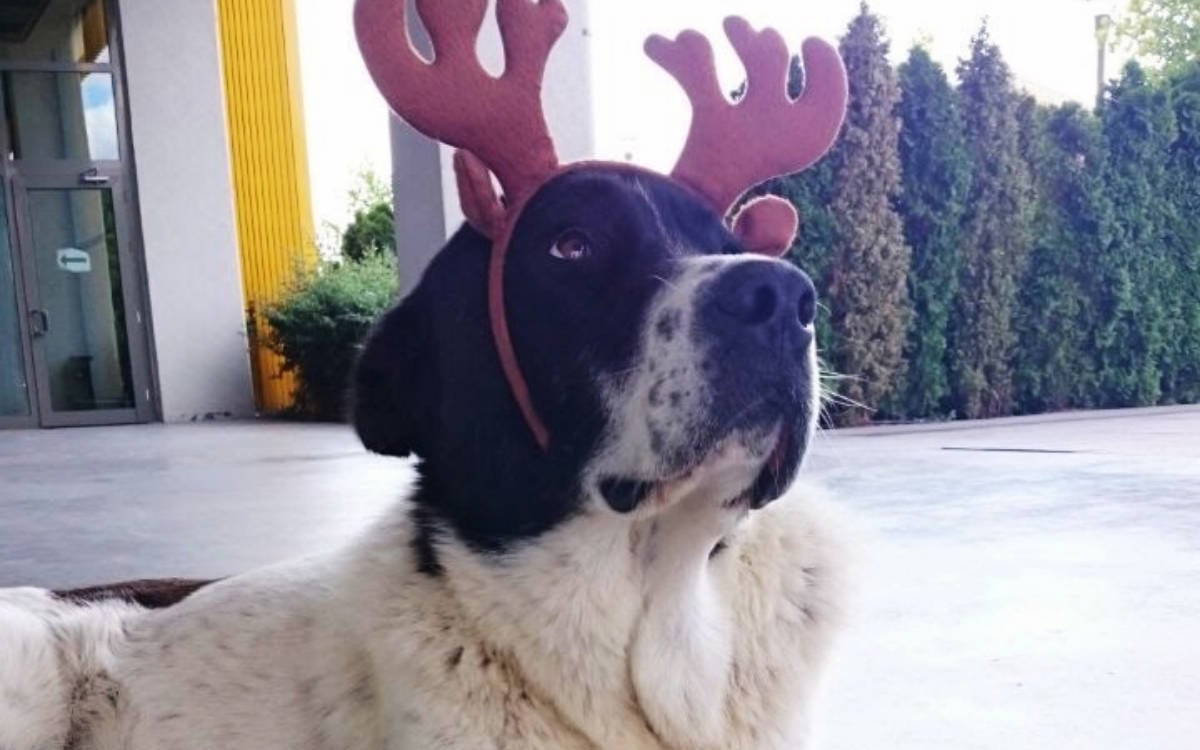 Ankara investigates alleged beating death of stray dog by municipal employees