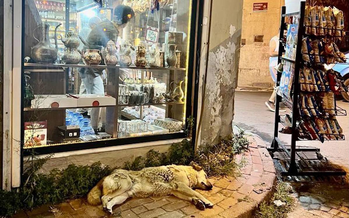 Vali Gül, İstanbul'da sokak hayvanlarına yönelik seferberlik başlatacak