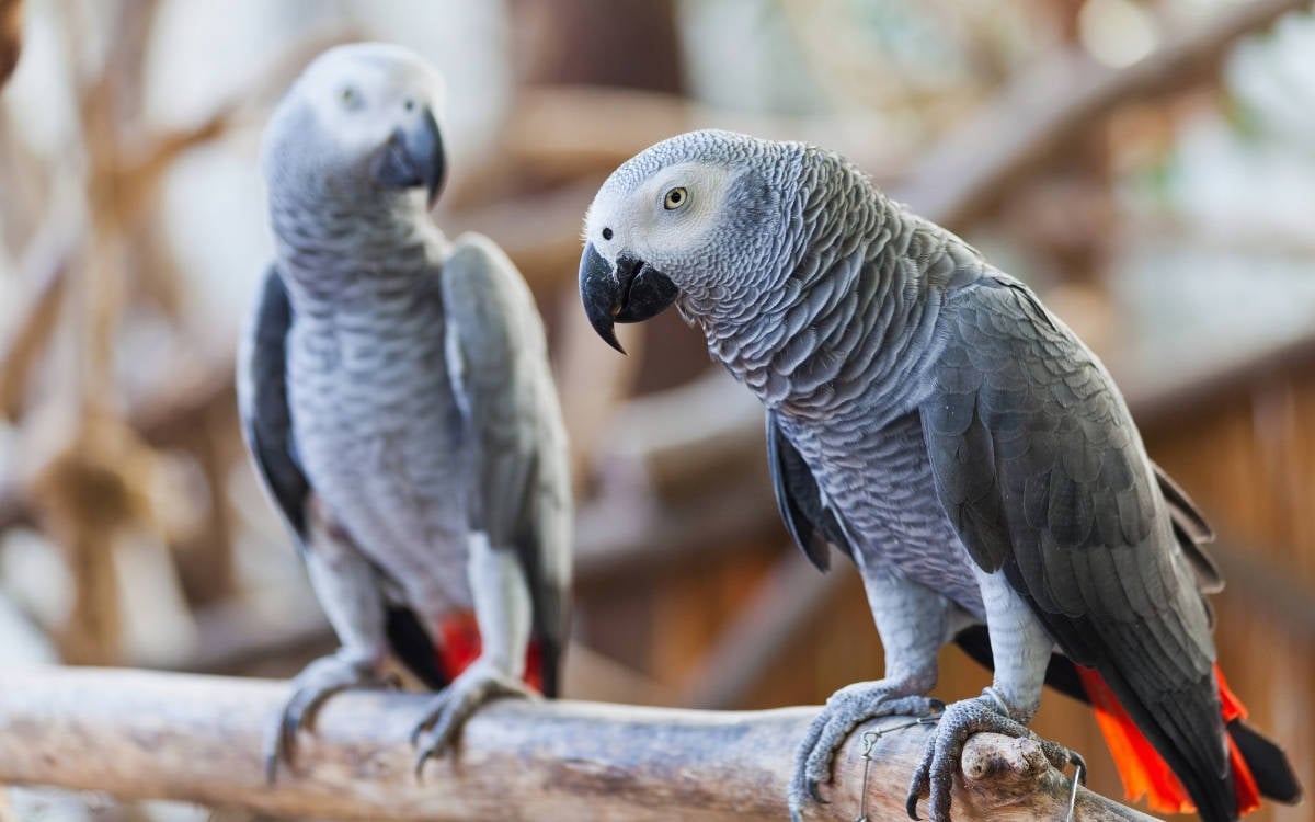 African grey parrots seized at Istanbul Airport