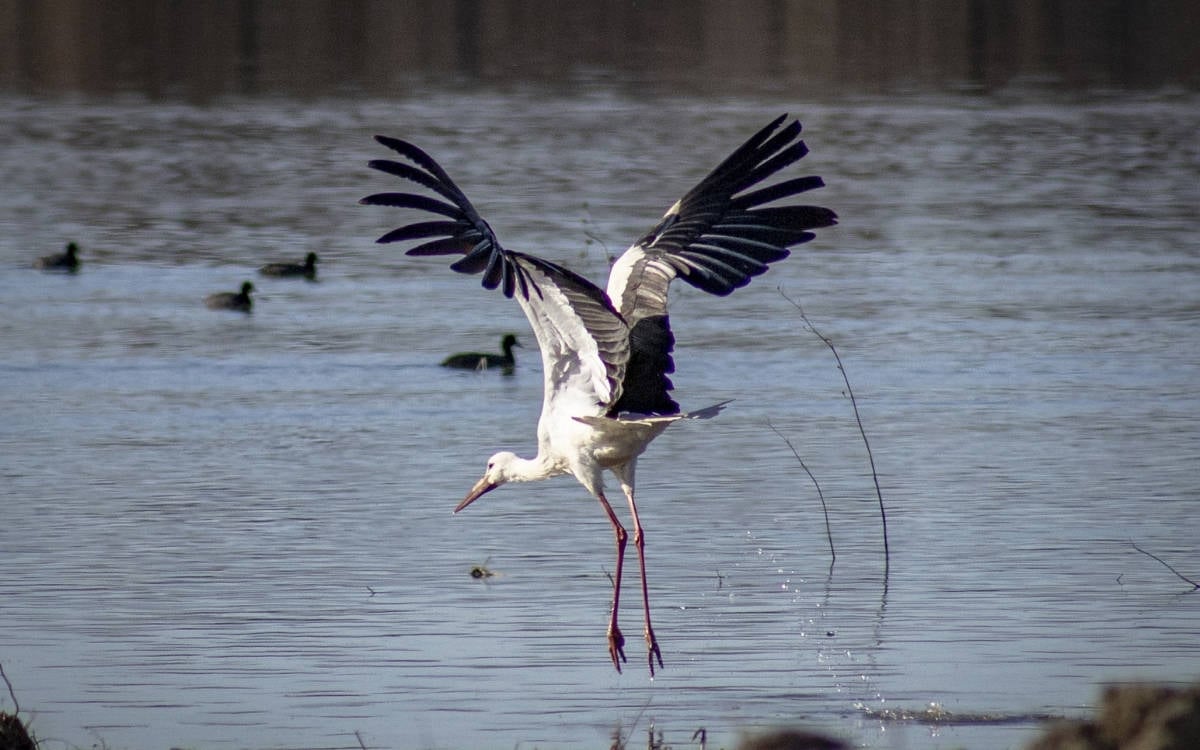 ‘Baharın müjdecisi’ leylekler yuvalarına dönmeye başladı