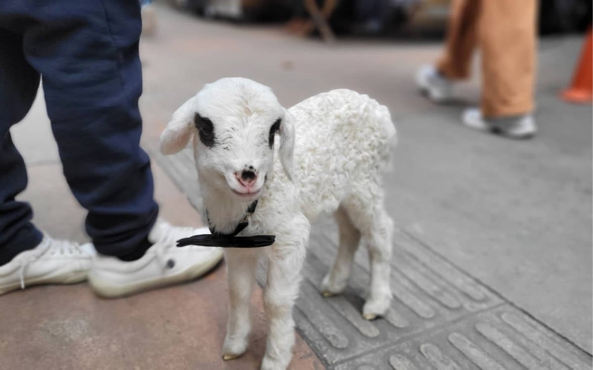 Samsunlu esnaf, sahiplendiği kuzuyu yanından ayırmıyor