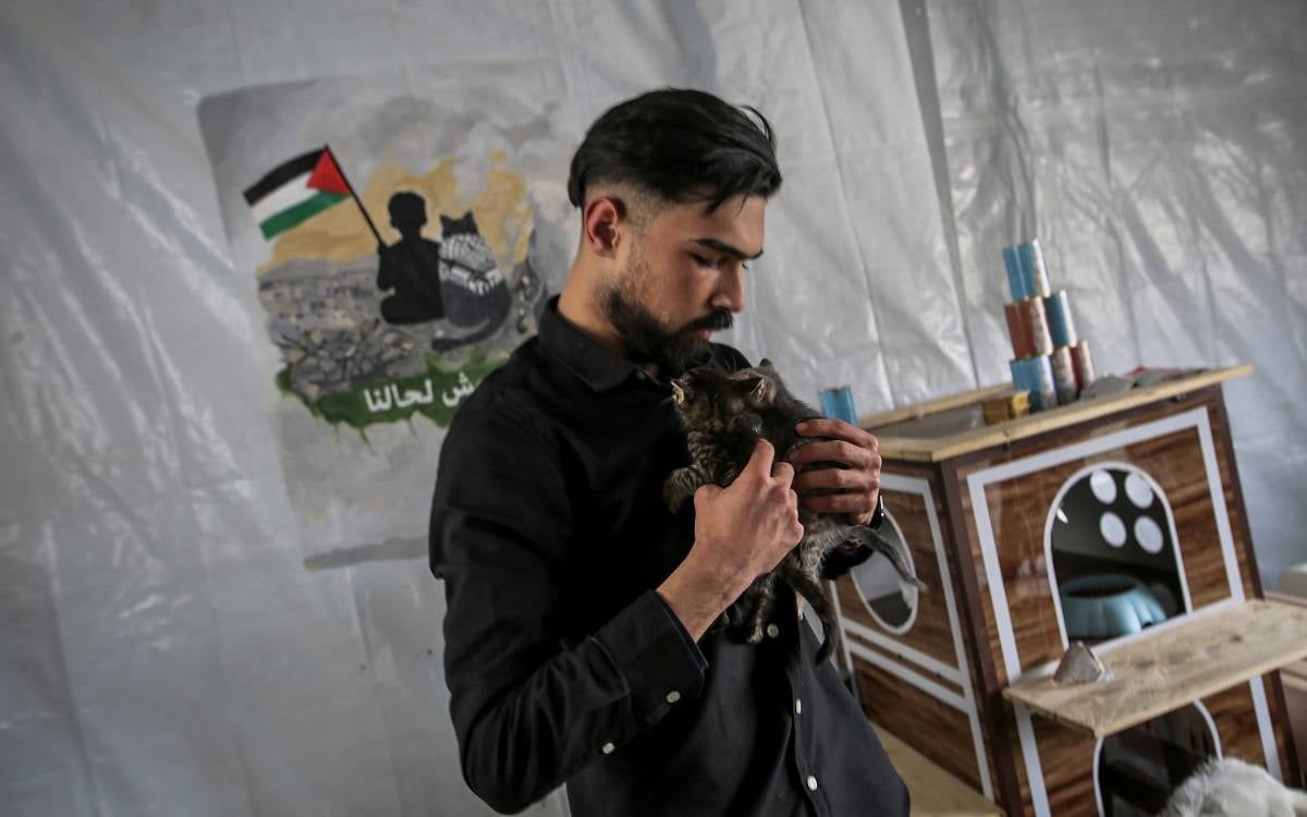 Gazze'nin kuzeyinde yaşayan kediler için barınak kuruldu