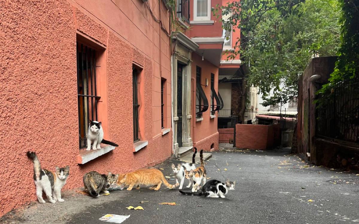 "Mafê jiyanê yê sewalan pîroz e!"