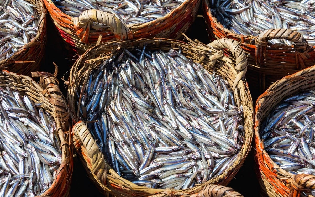 Denizlerde av yasağı başladı