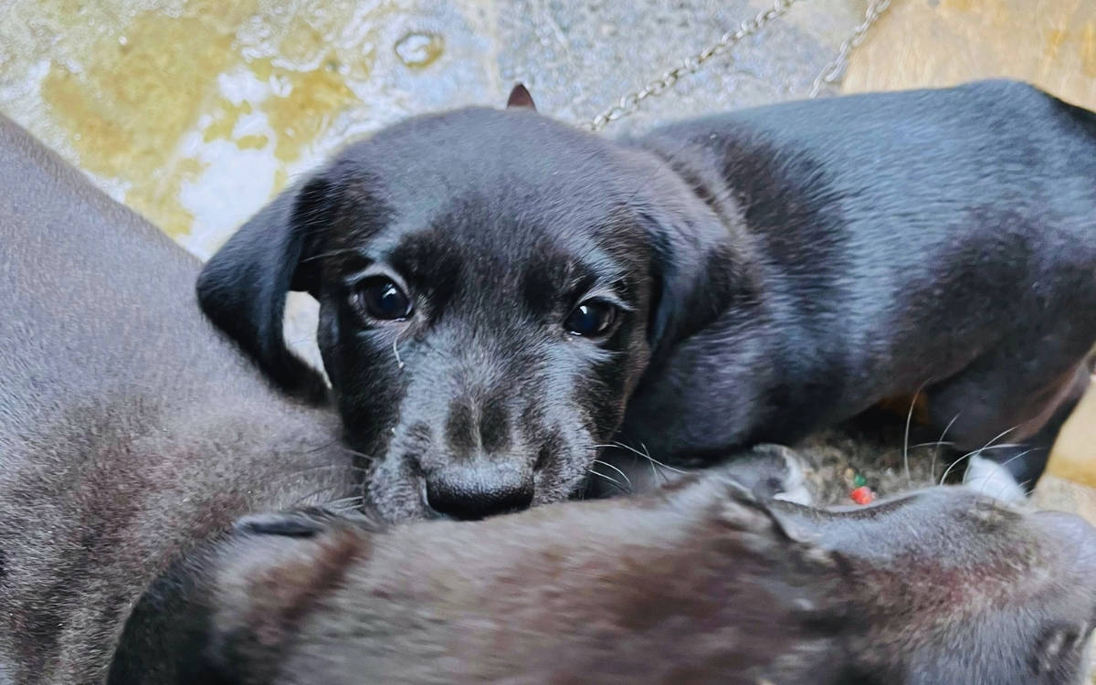 İstanbul Barosu’ndan valiliğin ‘köpeklerin toplatılması’ talimatına uyarı