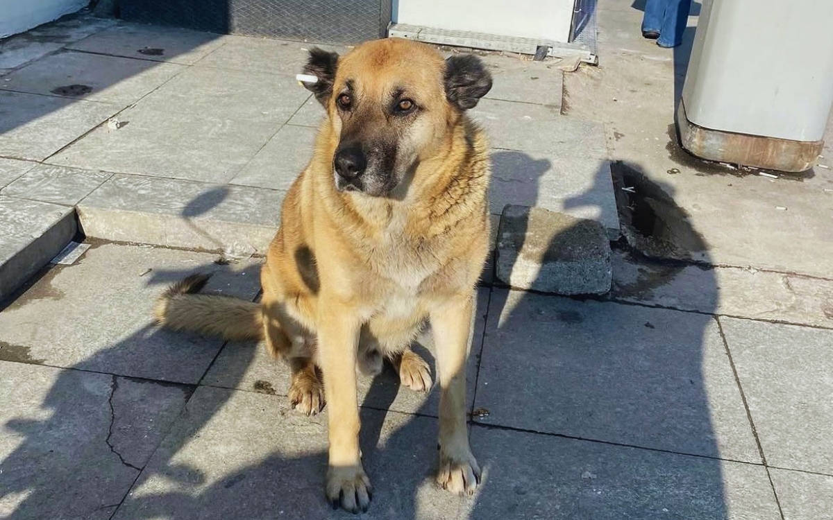 Kadıköy Belediyesi’nin topladığı üç köpek, hayvan bakımevinde