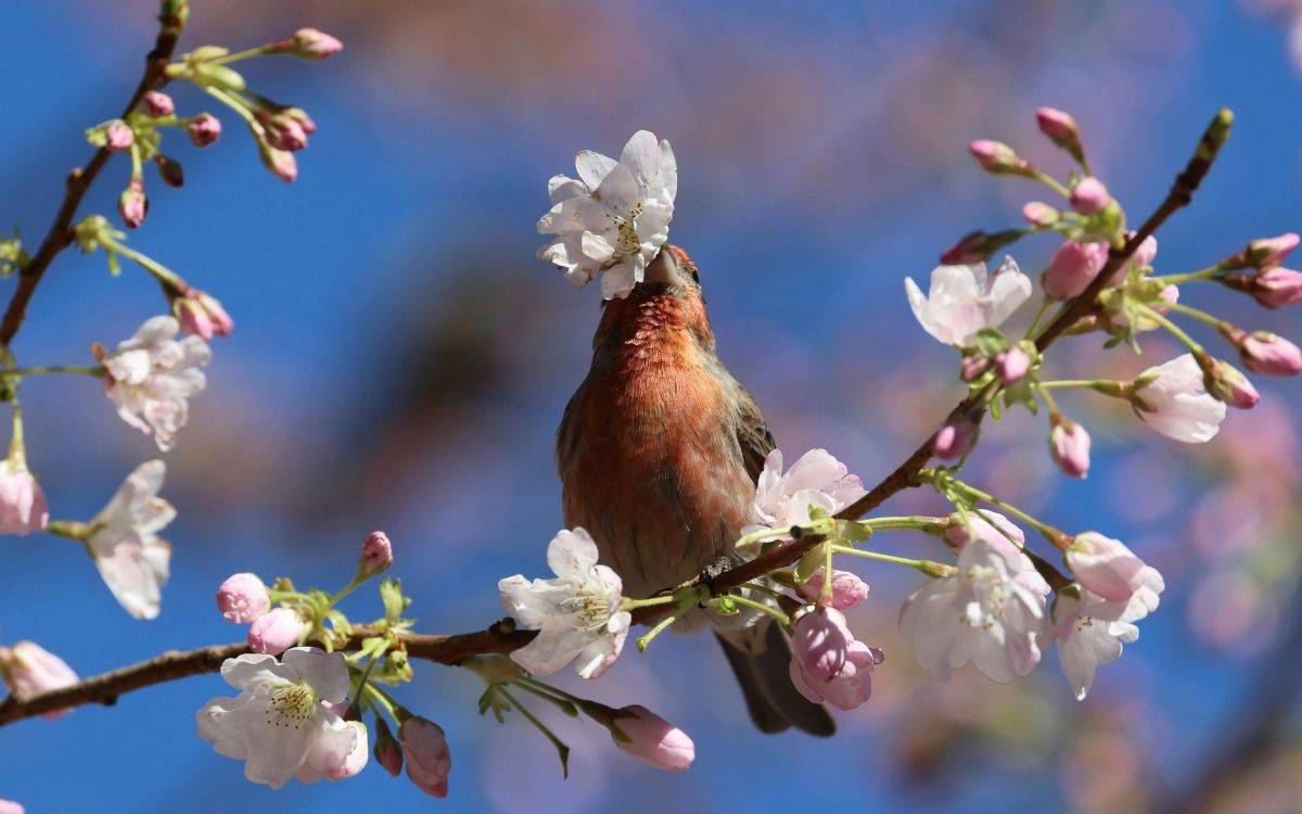 Mavi gökyüzü önünde, pembe-beyaz kiraz çiçekli dallar arasında duran kızıl göğüslü küçük bir kuşun yüzünü bir çiçek kümesi kapatıyor.