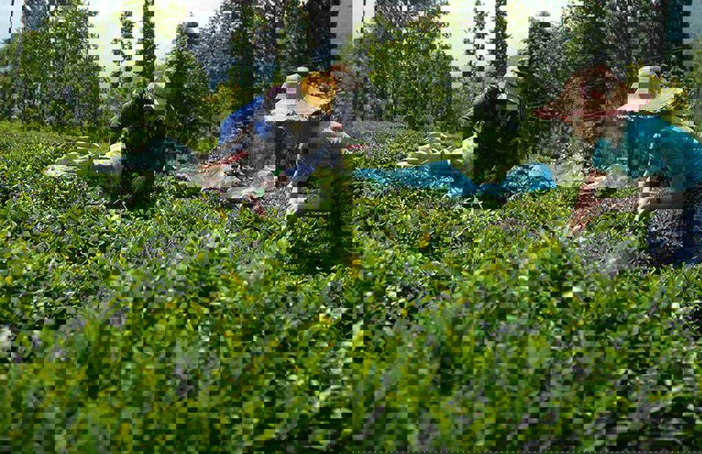 Çay üreticileri: “Haklarımızın iadesini istiyoruz”