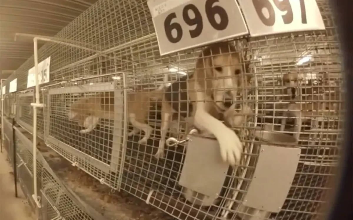ABD’de araştırma tesisinden 1500 beagle cinsi köpek kurtarıldı