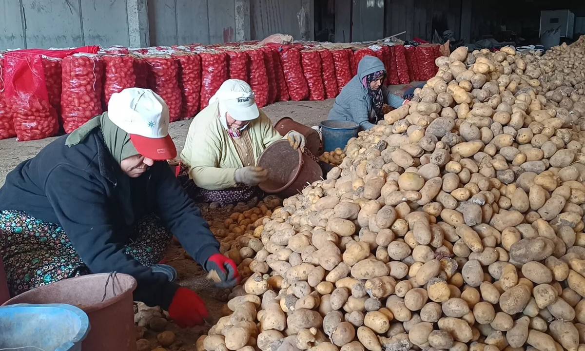 Afyonlu patates üreticisi: Bankalar borçtan dolayı malzemelerimize el koydu
