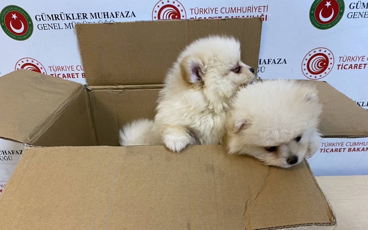 Kapıkule’de hayvan kaçakçılığı: Altı Pomeranian yavrusu koruma altına alındı