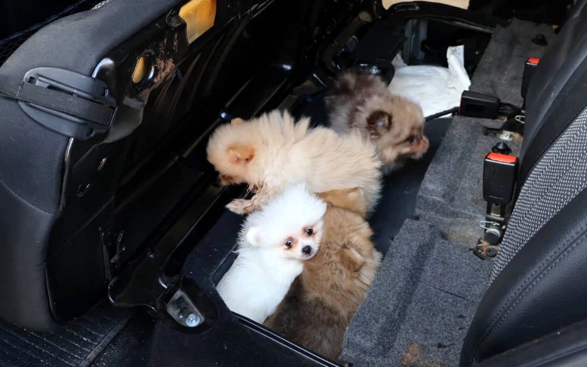 Kapıkule’de kaçak hayvan taşımacılığı: Beş Pomeranian yavrusu bulundu