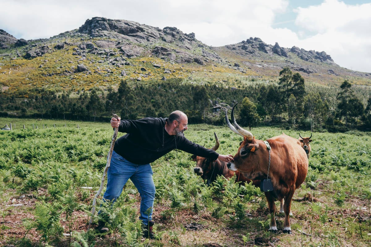 Galician communities take on the challenge of revitalizing woodlands to fight wildfires