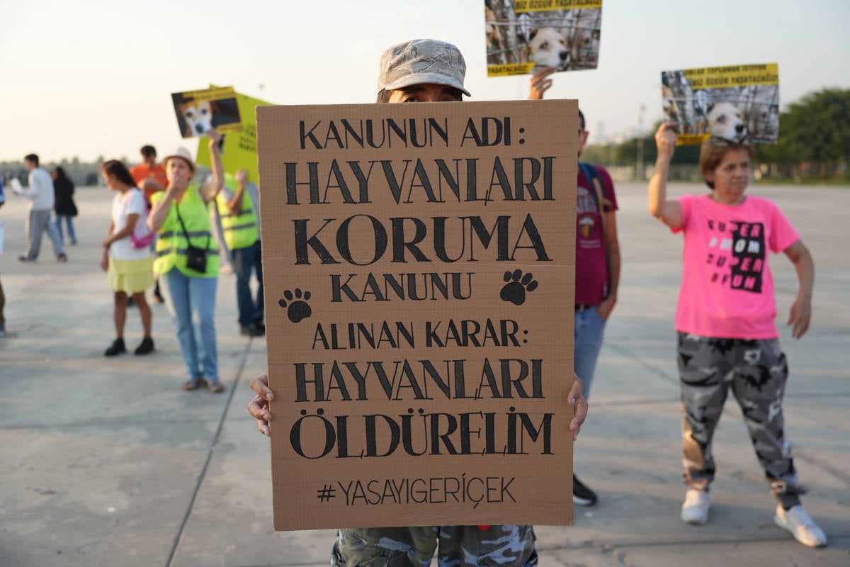 “Minik Prenses”, “Damacana”, “Rıfkı” ve “Limon” nerede?