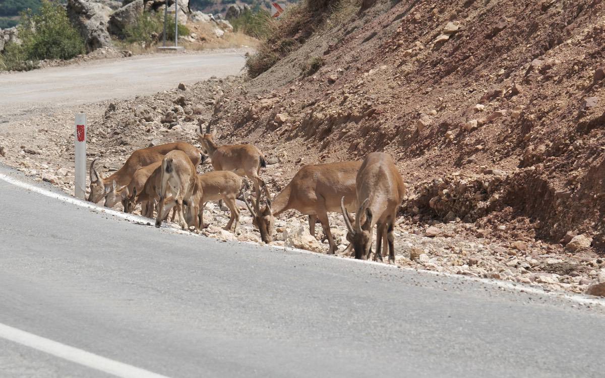 Dersim'de dağ keçisi avı süresiz yasaklandı