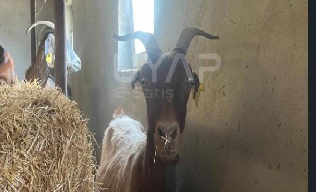 Keçiler icralık oldu