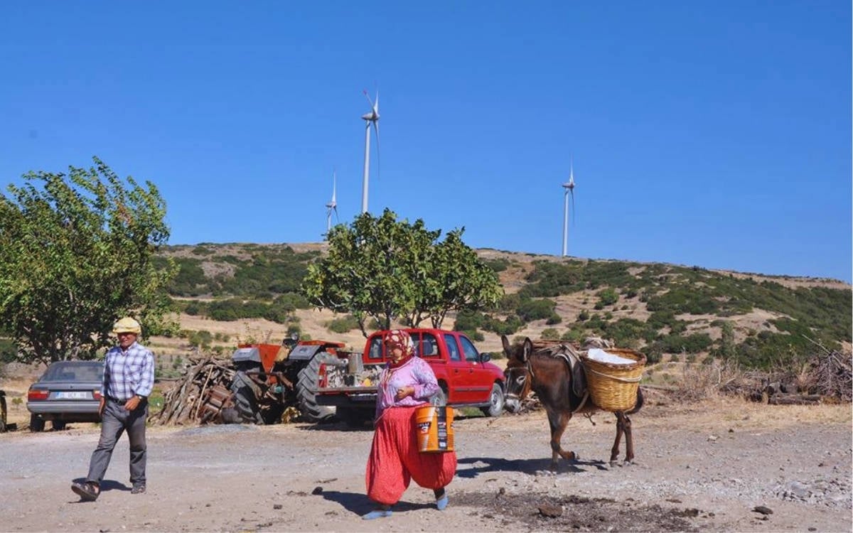 Uğruna altı bin zeytin ağacının kesildiği GES’in yürütmesi durduruldu