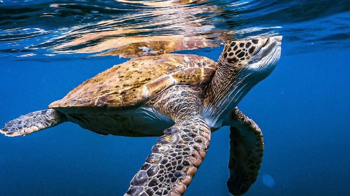 Yaşayan Gezegen Raporu: Büyük kayıpların yanında umutlar da var