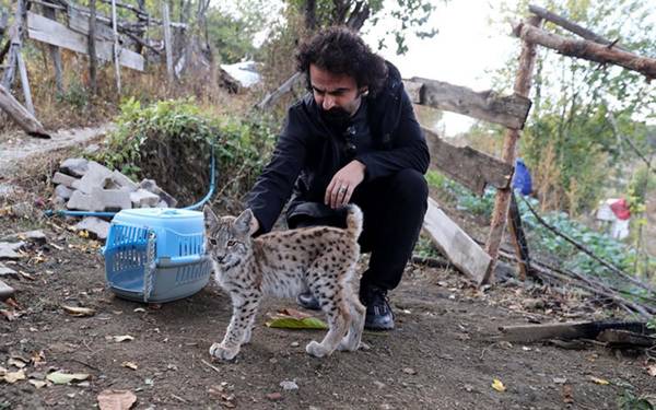 Encounter with lynx cub leads to unusual friendship in Sivas village