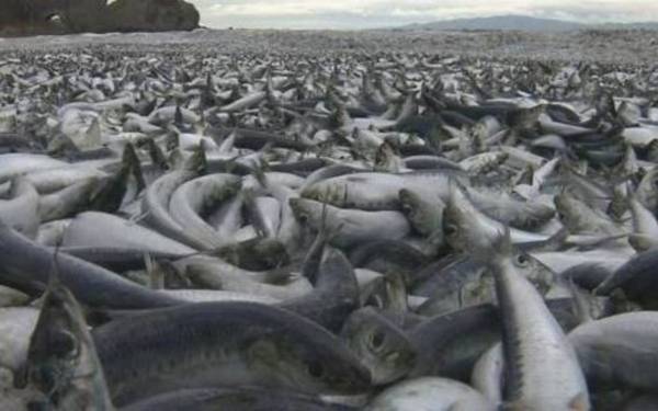Japonya Hakodate'de binlerce balık kıyıya vurdu