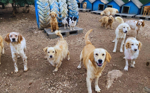 Bursa district municipality joins forces with animal rights group for stray animal welfare