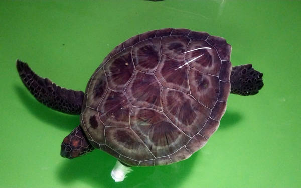 Muğla'da hayalet ağa dolanan yavru kaplumbağa ampute edildi