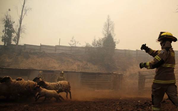Şili’deki orman yangınlarında 51 kişi hayatını kaybetti