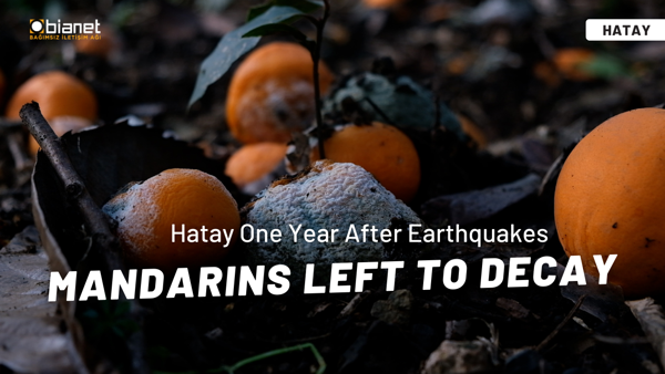 Unharvested abundance: Mandarins left to wither on trees in Hatay