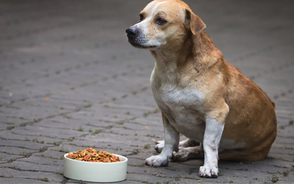 Samsun Municipality turns 190 tons of leftovers into pet food in a year