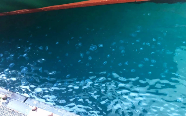Jellyfish population surges in Marmara Sea