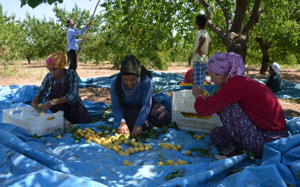 Kadınlar tarım sektöründen çıkıyor: İstihdam son 10 yılda 614 bin kişi azaldı