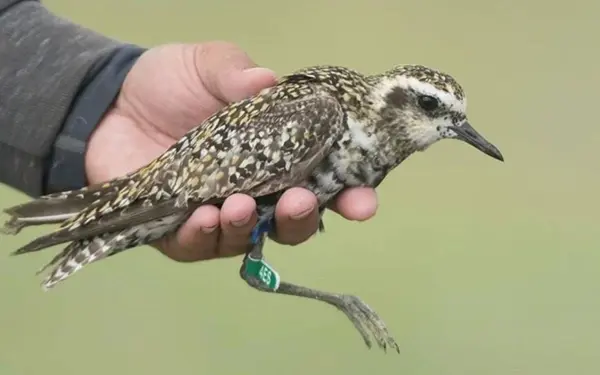 Nearly 24,000 birds ringed in a year in conservation drive