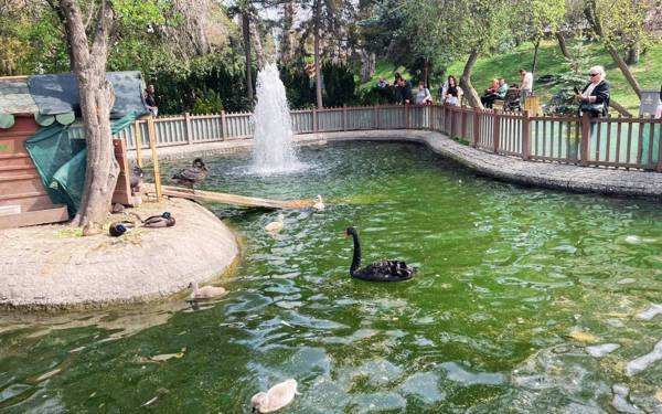 Ankara’s iconic swan park an ‘animal prison,’ warns animal rights group