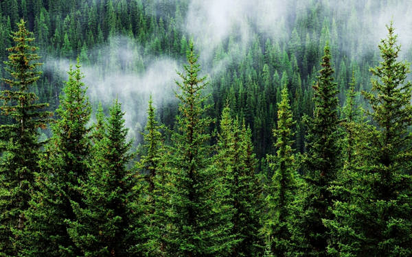 Ormanlar zayıflıyor, karbon tutma becerileri yarı yarıya azaldı