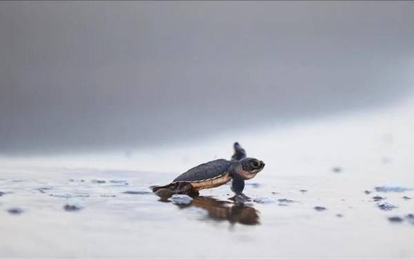"Denize atılan poşet kaplumbağaya kurşun atmakla eş değer”