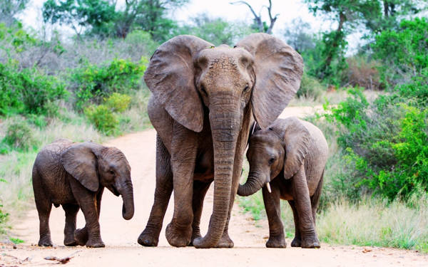Hindistan, trenlerin fillere çarpmasını önlemek için yapay zekâdan yararlanıyor