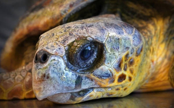 Kıyıya vuran caretta caretta tedavi altına alındı