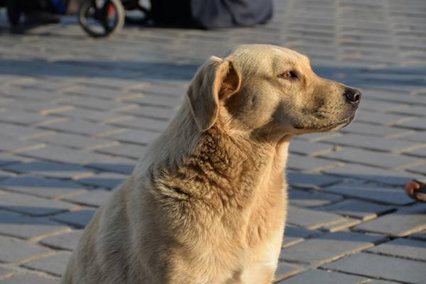 /haber/law-298018 on the massacre of stray dogs in towns held by the Turkish opposition