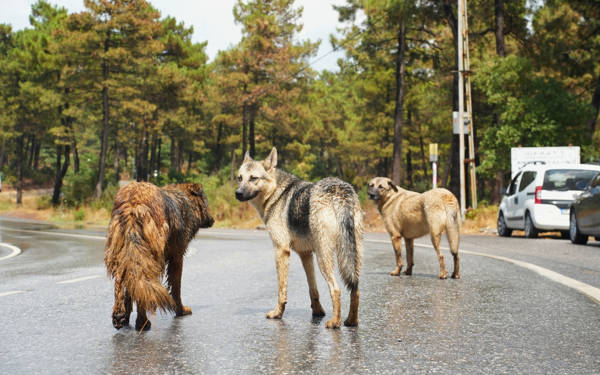 "Ormana her gün yeni bir köpek bırakılıyor, bu yıllardır değişmedi"