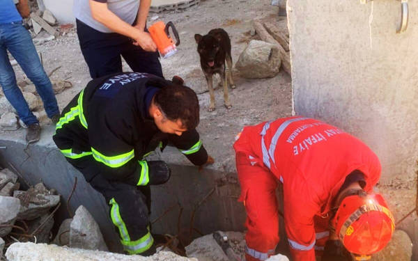 Hatay'da molozların arasına sıkışan yavru köpekler kurtarıldı